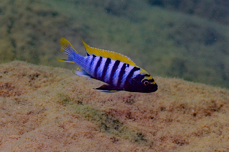 Cynotilapia zebroides 'Nkhata Bay'